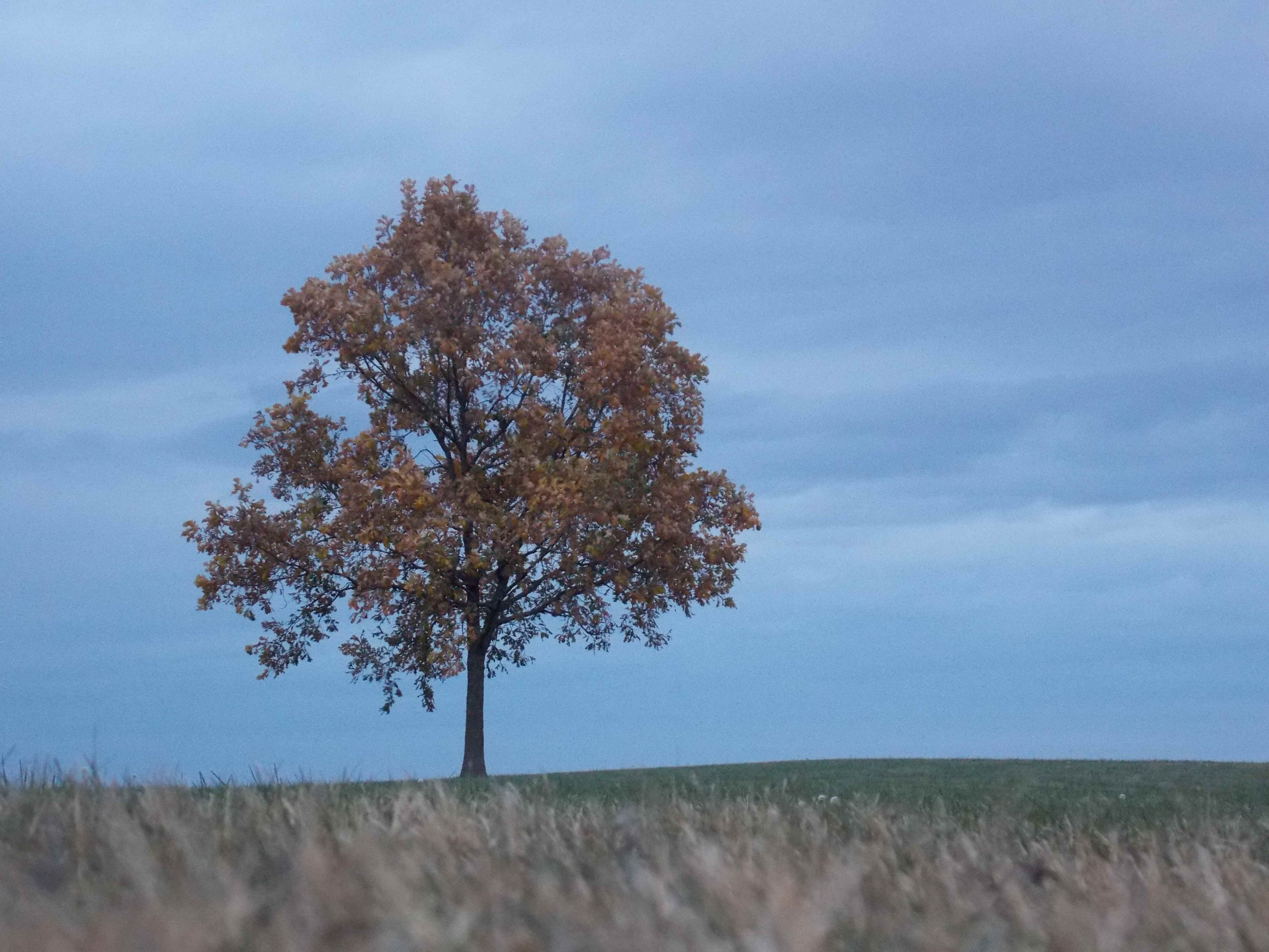 Dscn0138.jpg (3548961 bytes)